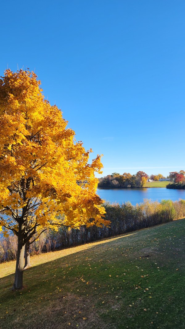 Tree beside a lake